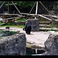 Belfast Zoo - 07/06/2008