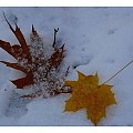 ...jesień zostawiła pod stopami... #liście #jesień #śnieg #PodStopami