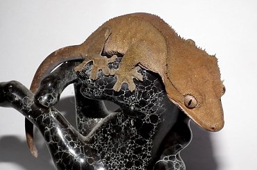 #CrestedGecko #GekonOrzęsiony #RhacodactylusCiliatus