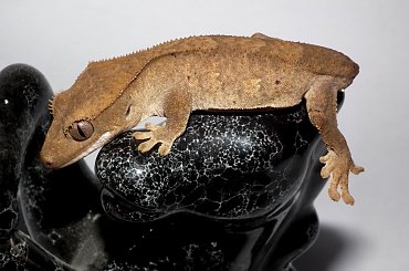 #CrestedGecko #GekonOrzęsiony #RhacodactylusCiliatus