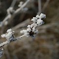 #zima #szron #makro #roślina #natura #łąka #szadź