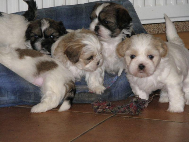 ferajna małych Shih Tzu #Psy #zwierzęta #szczeniaki #ShihTzu