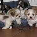 ferajna małych Shih Tzu #Psy #zwierzęta #szczeniaki #ShihTzu