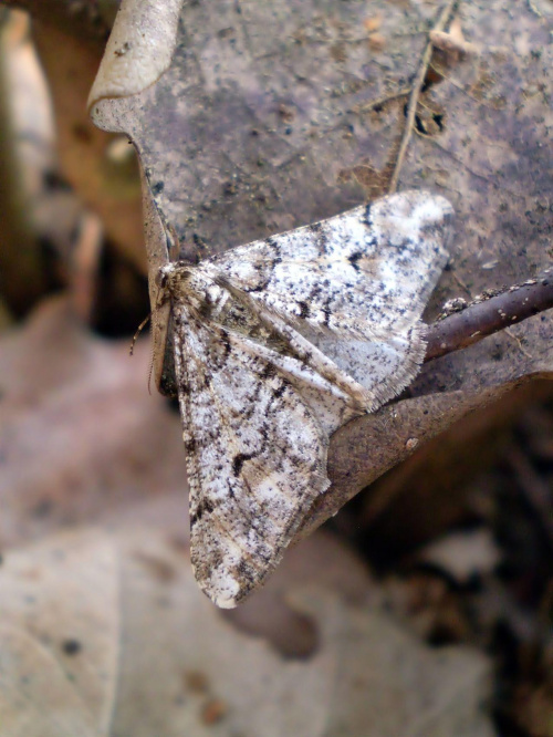 Zimowek białoplam - Agriopis leucophaearia . Miejsce : las . Miejscowość : Smogorzewo .