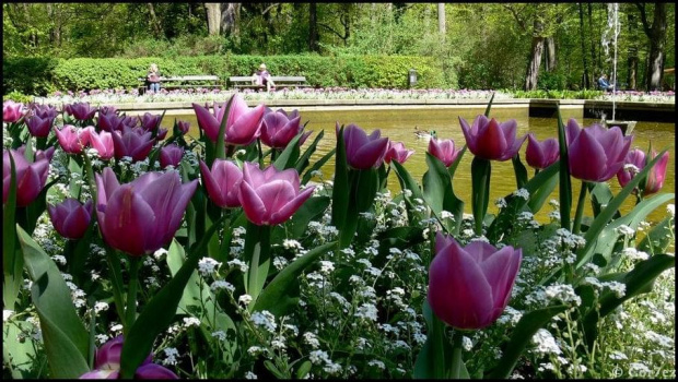 #kwiaty #Łazienki #tulipany #wiosna #Wiosna2011