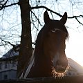 Jadąc do domu coś mnie zainspirowało,aby sfotografować zagrodę koni w Krępie koło Słupska.Konie jak widać niezwykle były zainteresowane co się wokół nich dzieje.Mają bystre oko, spojrzenie w kadr tych zwierząt zadziwia.