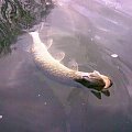 Pike