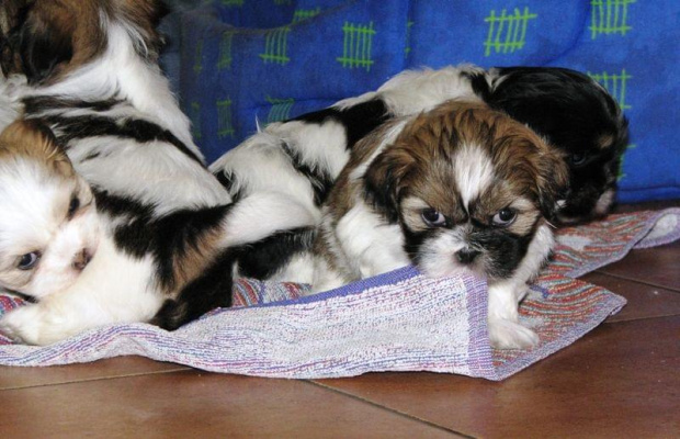 do gryzienia wszystko jest dobre, Shih Tzu #Psy #zwierzęta #szczeniaczki #ShihTzu