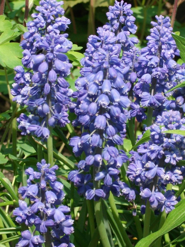 Szafirek Muscari Mill.rodzaj roślin z rodziny szparagowatych. Należy tu ok. 30 gatunków występujących w północnej Afryce, Europie i południowo-zachodniej Azji. Kilka gatunków zostało rozprzestrzenionych na świecie jako rośliny ozdobne. Gatunkiem typowy...