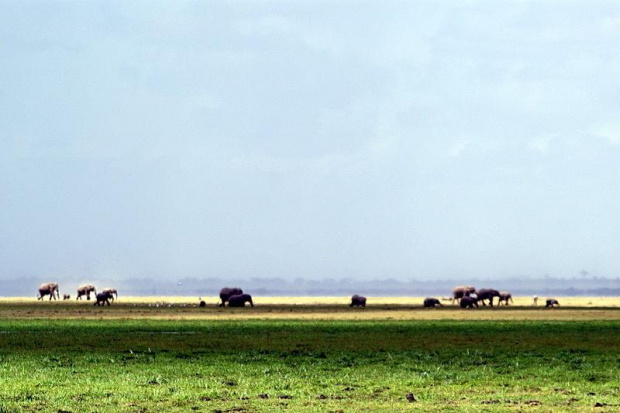 PN Amboselli,Kenia