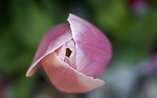 tulipanek:)