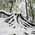 Śnieg zaskoczył wszystko i wszystkich.