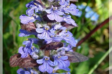 #kwiaty #OgródWiosna