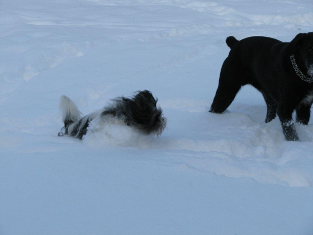snieżne psy,Shih Tzu i Wyżeł #psy #zwierzęta #szczeniaczki #ShihTzu