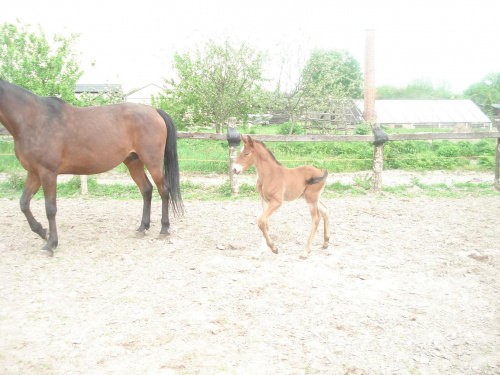 Persja z Pinarem 7 dzień po urodzeniu