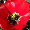 #kwiaty #tulipany #makro #ficiol007