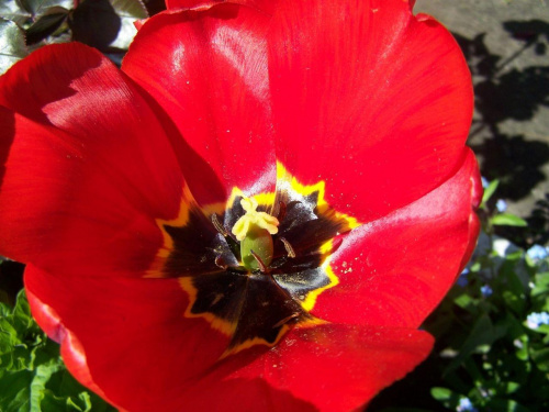 #kwiaty #tulipany #makro #ficiol007