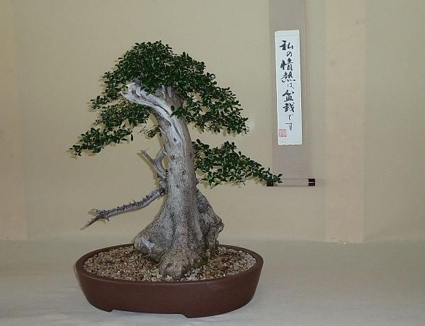 #bonsai