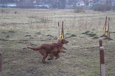 21 marca trening z Ula Charytonik #agility