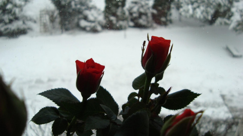 #zima #róże #OkruchyZimy #ZimaInaczej #śnieg