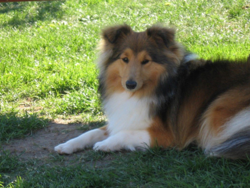 Amber Sun FCI, owczarek szetlandzki,sheltie
NESH Sunny Boy, AUDREY
Amber Sun #AmberSunFCI #OwczarekSzetlandzki #sheltie