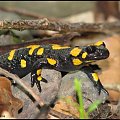 salamandra plamista