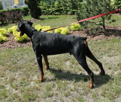 do adopcji