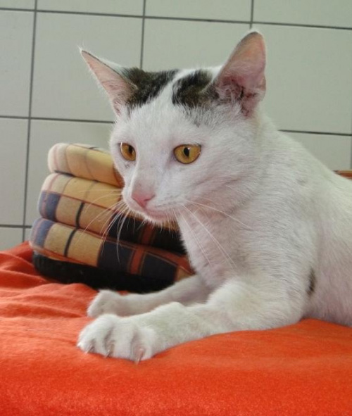 do adopcji
