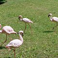 maszerujemy sobie tam i nazot... #ficiol007 #flamingi #ptaki