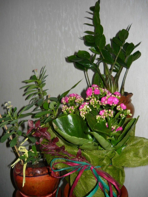 kwiaty w domu:)
