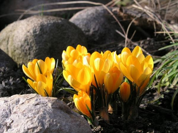 Crocus flavus 'Golden Yellow'