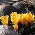 Crocus flavus 'Golden Yellow'