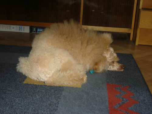 Cheri w domku 2009 #pudel #pies #dogs
