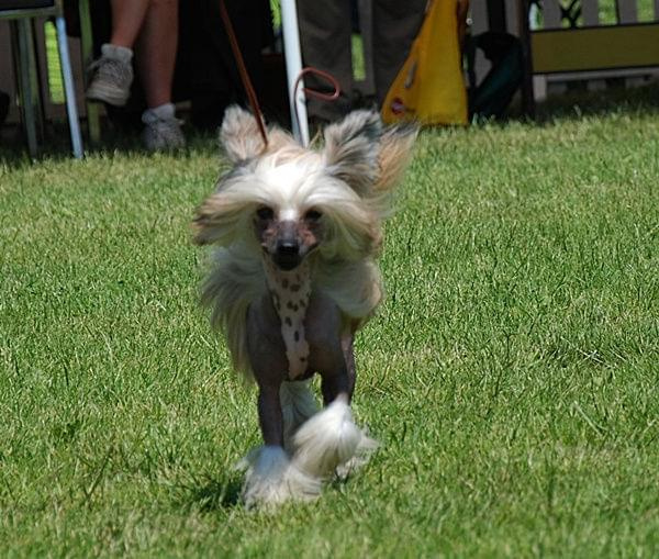 CACIB Leszno 2011