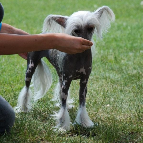 CACIB Leszno 2011