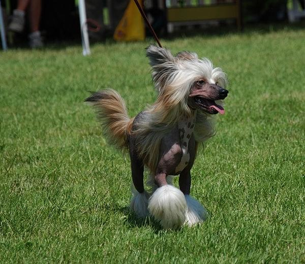 CACIB Leszno 2011