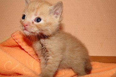 Koty do adopcji #DoAdopcji #zwierzęta