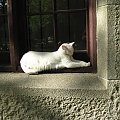 krymski zamkowy kotik