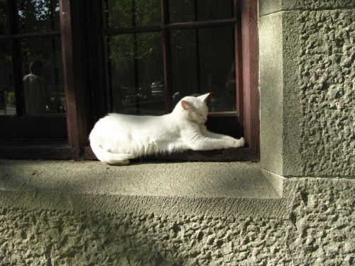 krymski zamkowy kotik