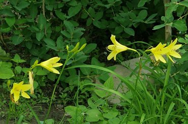 liliowiec wczesny #liliowiec