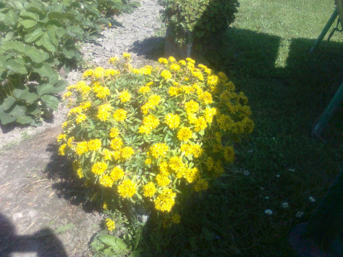 Moje kwiaty w ogródku