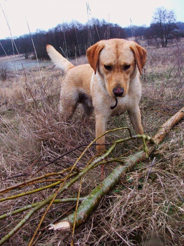 #labrador #psy #spacery #krajobraz #wielkopolska #wieś