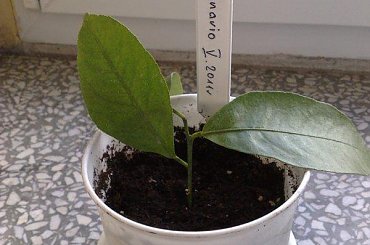 Sadzonka Lunario - ukorzeniona V. 2011r. #Cytrusy