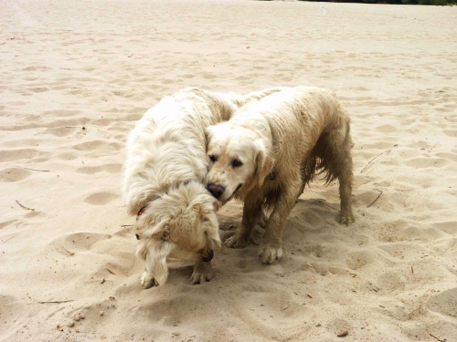 Brutus i Duffel, Wisła, czerwiec 2011