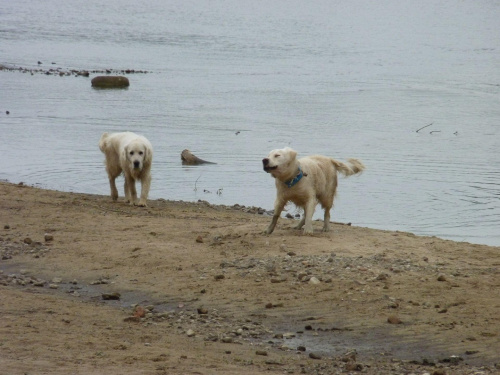 Brutus i Duffel, Wisła, czerwiec 2011