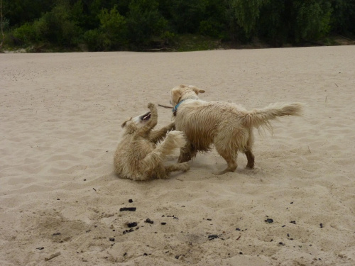 Brutus i Duffel, Wisła, czerwiec 2011