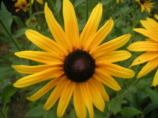 Rudbekia