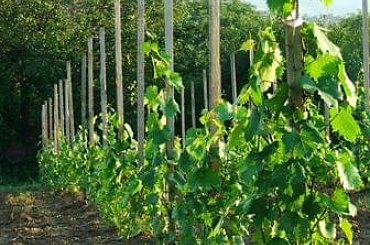 winnica Dolina Sanu #dolinasanu #san #sanok #winnica #wino