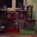 #KlatkaSzczury