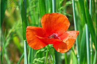 mak polny #kwiat #mak #LatoPolny